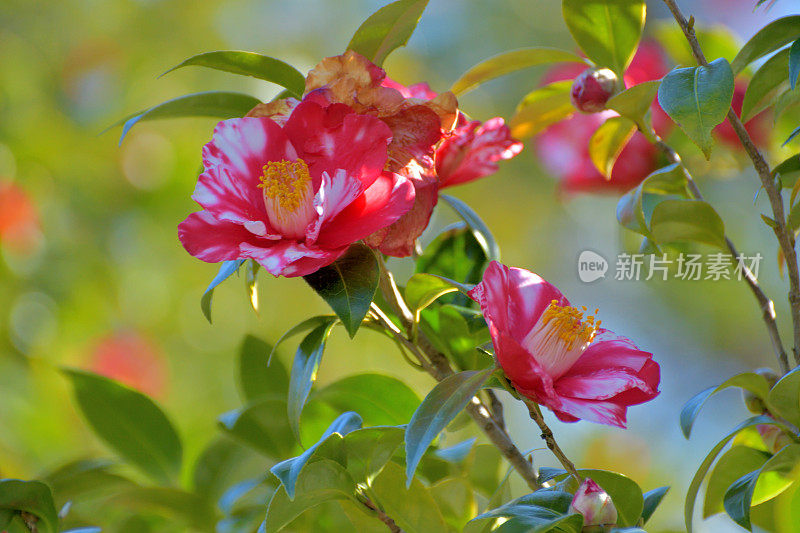 茶花/日本茶花